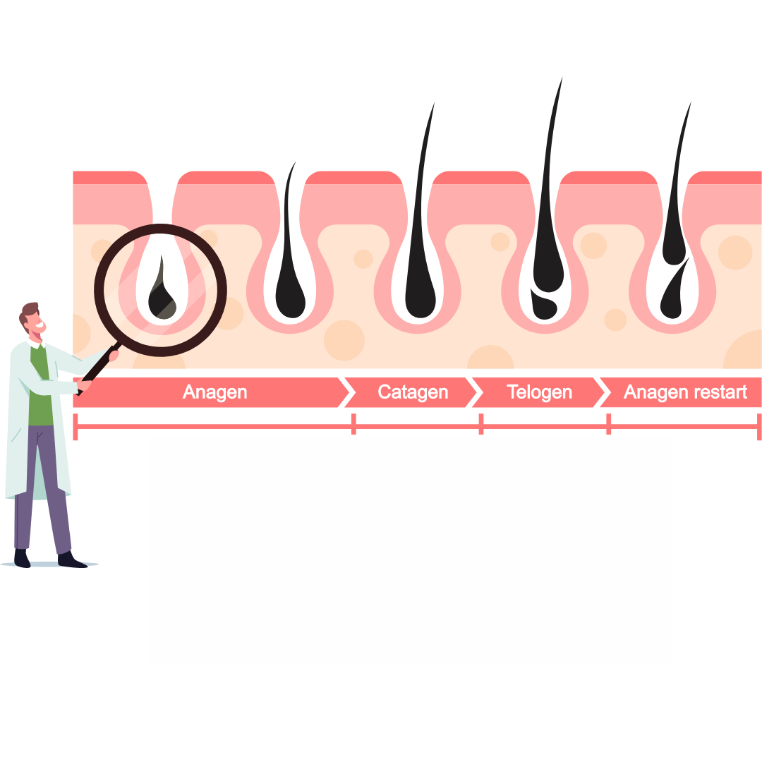 Understanding the Hair Growth Cycle